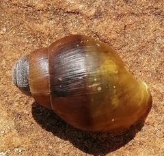 Cochlitoma dimidiata