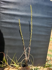 Lophiocarpus