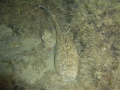 Uranoscopus scaber
