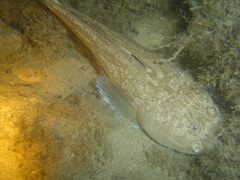 Uranoscopus scaber