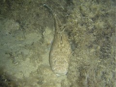 Uranoscopus scaber