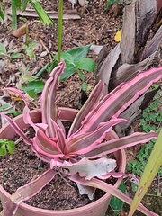 Cryptanthus