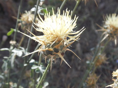 Centaurea reflexa