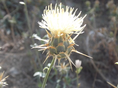 Centaurea reflexa