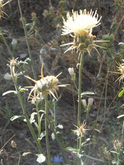 Centaurea reflexa
