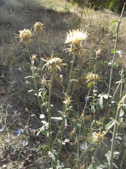 Centaurea reflexa