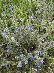 Alkanna strigosa