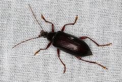 Tanychilus