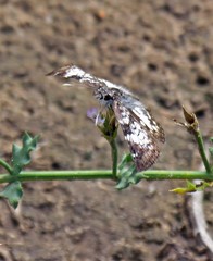 Chiomara asychis autander