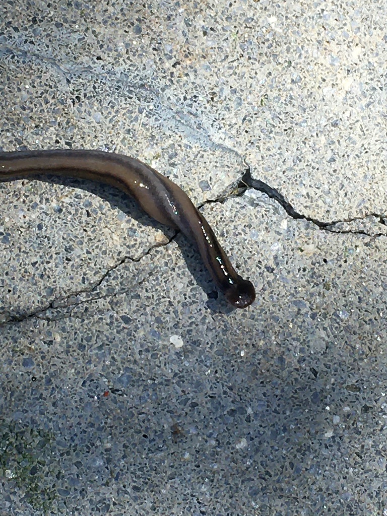 Shovelheaded Garden Worm from Coolidge Ave, Oakland, CA, US on March