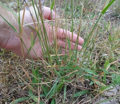Digitaria patens