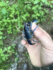 Cambarus monongalensis