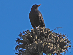Turdus merula cabrerae