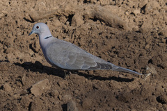 Streptopelia decaocto