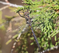 Epitheca petechialis