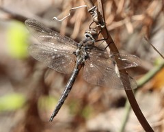 Epitheca petechialis
