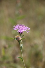 Centaurea phrygia salicifolia