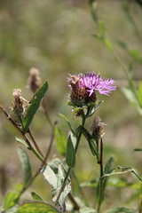 Centaurea phrygia salicifolia