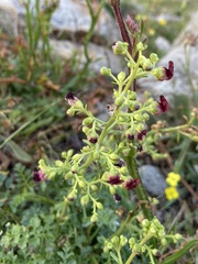 Scrophularia lucida