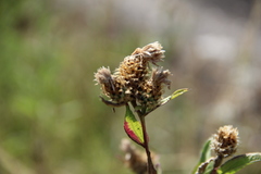 Centaurea phrygia salicifolia