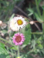 Erigeron apiculatus