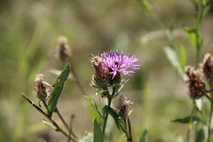 Centaurea phrygia salicifolia