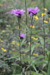 Centaurea phrygia salicifolia