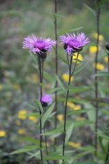 Centaurea phrygia salicifolia