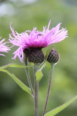 Centaurea phrygia salicifolia