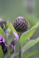 Centaurea phrygia salicifolia