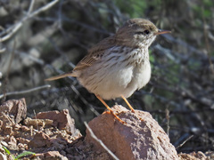 Anthus berthelotii