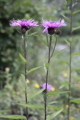 Centaurea phrygia salicifolia