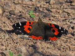 Vanessa vulcania