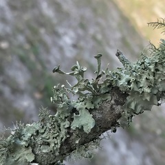 Ramalina culbersoniorum