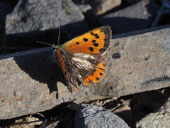 Lycaena phlaeas
