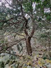 Podocarpus latifolius