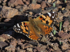 Vanessa cardui