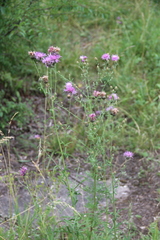 Centaurea scabiosa