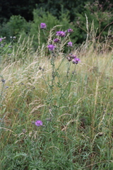 Centaurea scabiosa