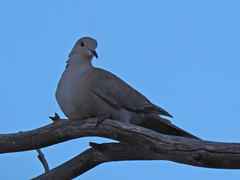 Streptopelia decaocto