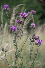 Centaurea scabiosa