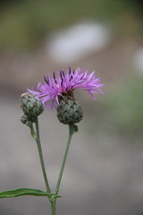 Centaurea scabiosa