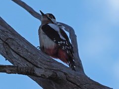 Dendrocopos major thanneri