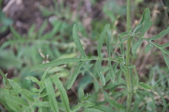 Centaurea scabiosa
