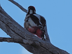 Dendrocopos major thanneri