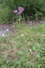Centaurea scabiosa