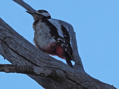 Dendrocopos major thanneri