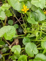 Ficaria verna bulbilifera