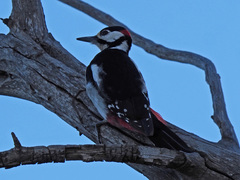 Dendrocopos major thanneri