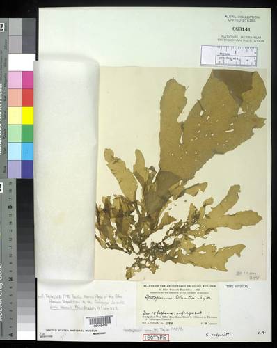 Representative image of Spatoglossum